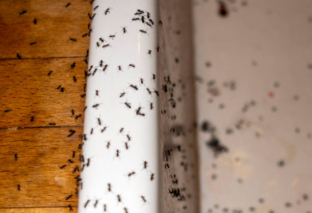 Best Wasp Removal Services  in Kansas City, KS
