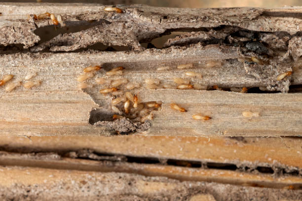 Best Bed Bug Extermination  in Kansas City, KS